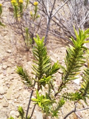 Pteronia fasciculata