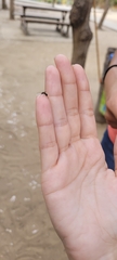 Camponotus