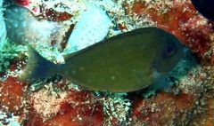 Acanthuridae