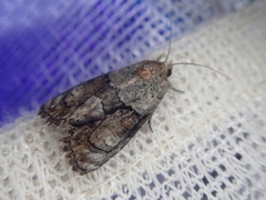 Bryophila granitalis