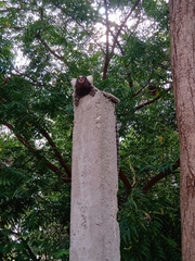 Callithrix jacchus