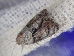 Bryophila granitalis