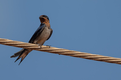 Hirundo angolensis