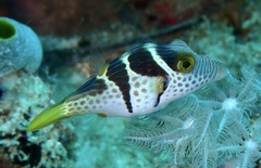 Canthigaster valentini