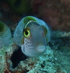Canthigaster valentini