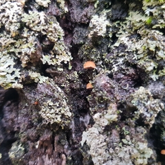 Phaeomarasmius rimulincola