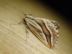 Pseudaspilates obliquizona