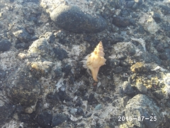Coenobita scaevola
