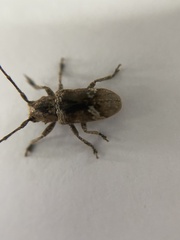 Prosoplus bankii
