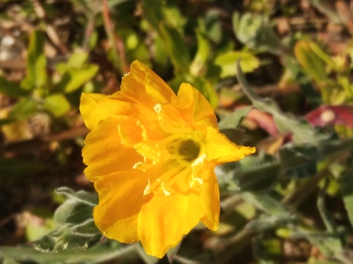 Image of Oenothera mollissima by (c) Ben Costamagna, some rights reserved (CC BY)