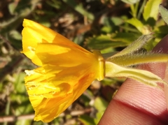 Oenothera mollissima