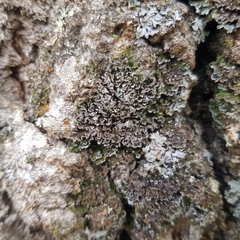 Physconia perisidiosa