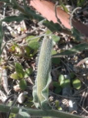 Oenothera mollissima