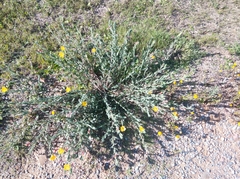 Oenothera mollissima