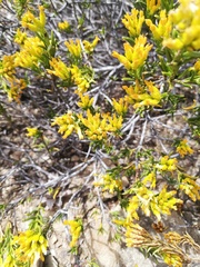 Pteronia paniculata