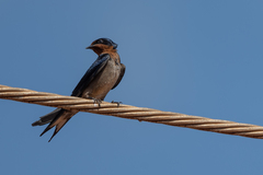 Hirundo angolensis