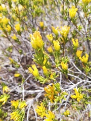 Pteronia paniculata