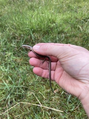 Pseudemoia rawlinsoni