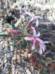 Pachypodium succulentum
