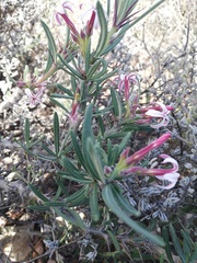 Pachypodium succulentum