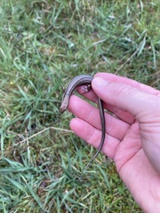 Pseudemoia rawlinsoni