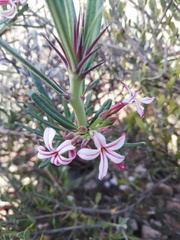 Pachypodium succulentum