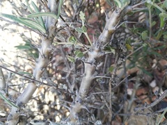 Pachypodium succulentum