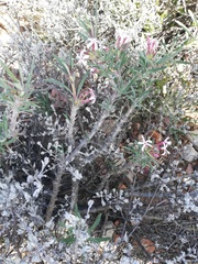 Pachypodium succulentum