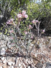 Pachypodium succulentum