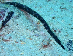 Syngnathinae