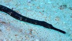 Syngnathinae