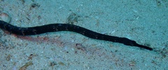 Syngnathinae