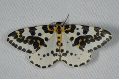 Abraxas grossulariata