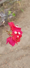 Bougainvillea
