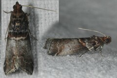 Acrobasis advenella