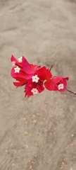 Bougainvillea