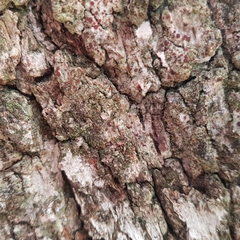 Bacidia rubella