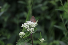 Satyrium eximia