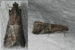 Acrobasis marmorea