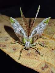 Olcinia dentata