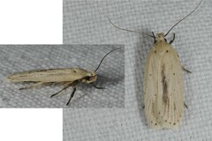 Agonopterix pallorella