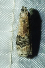 Euzophera semifuneralis