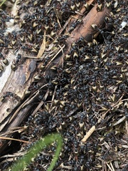 Dolichoderus doriae