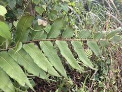 Meniscium reticulatum