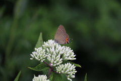 Satyrium eximia