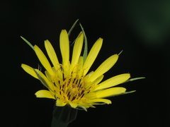 Tragopogon dubius