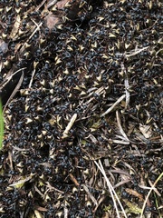 Dolichoderus doriae