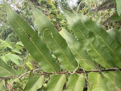 Meniscium reticulatum