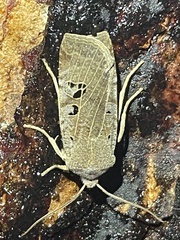 Conistra rubiginosa