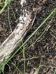Dolichoderus doriae
